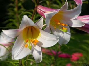 Картинка цветы лилии лилейники