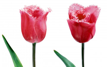 обоя цветы, тюльпаны