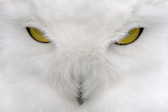 Картинка животные совы сова глаза клюв