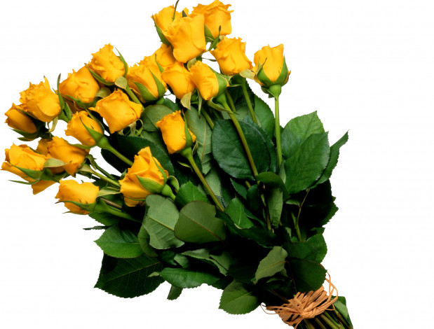 Обои картинки фото цветы, розы, много, желтые