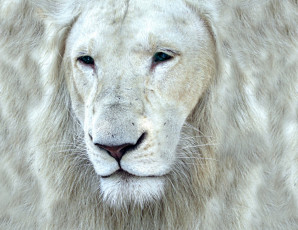 Картинка животные львы белый царь портрет