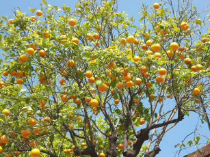 обоя природа, плоды, апельсины