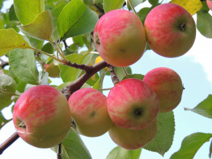 обоя природа, плоды, яблоки, ветка