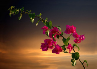 Картинка цветы бугенвиллея тропики ветка экзотика