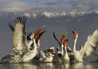 Картинка животные пеликаны озеро керкини брызги стая взмахивания крыльями горы водная гладь