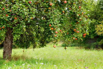 Картинка природа плоды яблоки яблоня