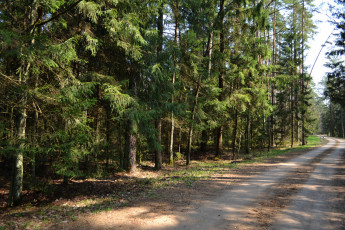 Картинка белавежская пуща природа дороги лес