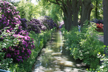 Картинка rhododendronpark bremen германия природа парк цветы