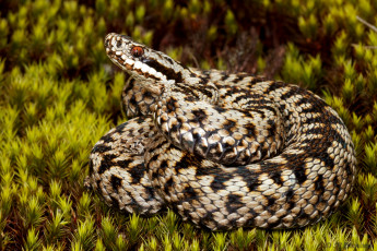 Картинка животные змеи питоны кобры клубок пятна