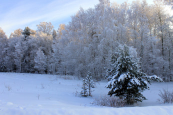Картинка природа зима деревья лес небо день