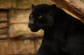 Картинка животные пантеры взгляд грация черный