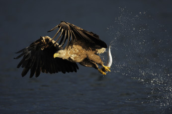 Картинка животные птицы хищники добыча орлан-белохвост охота