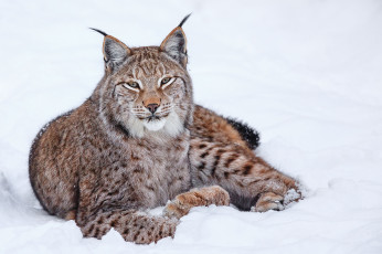 Картинка животные рыси снег кошка зима