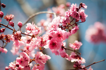 Картинка цветы цветущие деревья кустарники ветки цветение слива blireana plum