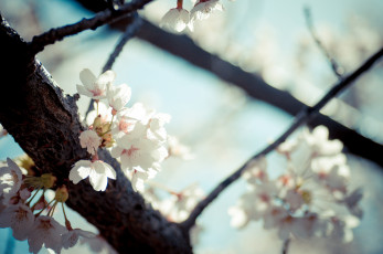 Картинка цветы сакура вишня ветки весна свет