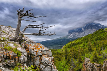 Картинка glacier national park природа горы дерево лес