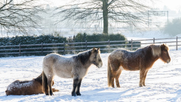 Картинка животные лошади холод зима забор снег