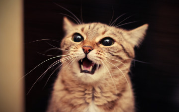 Картинка животные коты мяуканье кот рыжий