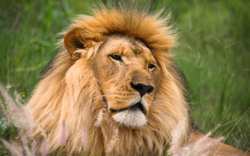 Картинка животные львы лев большая кошка хищник