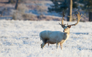 Картинка животные олени зима поле олень