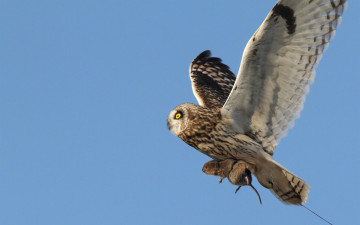 Картинка животные совы небо добыча охота еда полет грызун сова