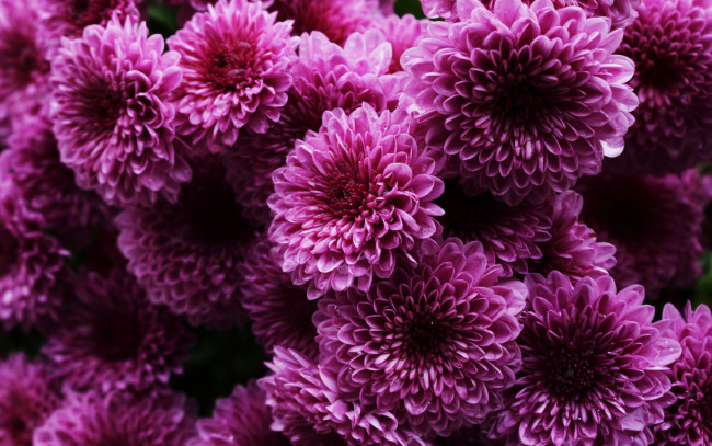 Обои картинки фото цветы, хризантемы, фиолетовые