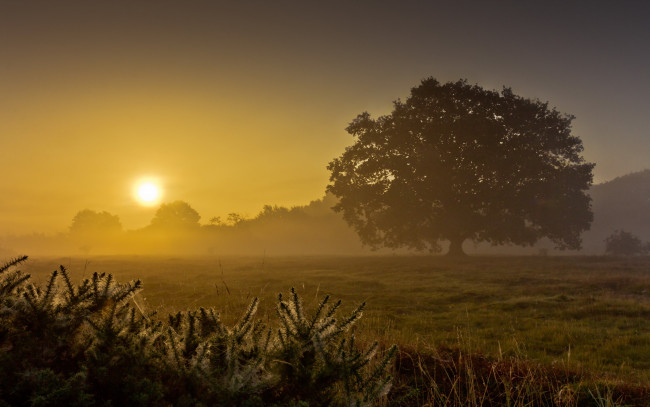 Обои картинки фото природа, восходы, закаты, закат, туман, поле, дерево