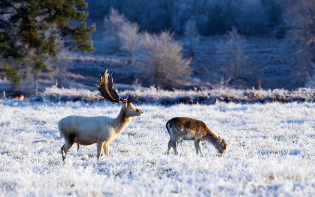 Обои картинки фото животные, олени, зима, природа
