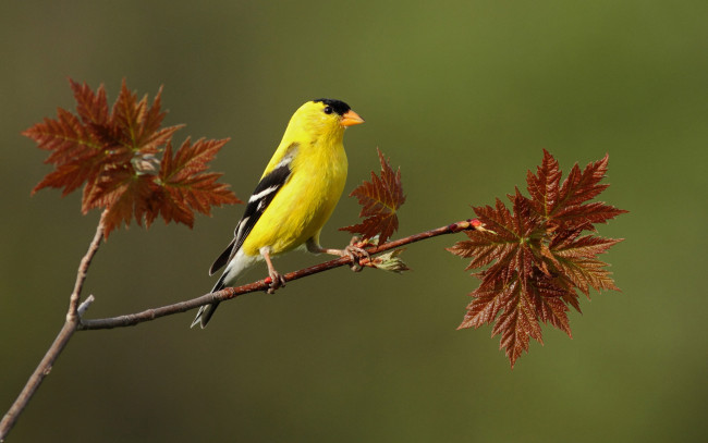 Обои картинки фото животные, птицы, листья, ветка, желтая, птица