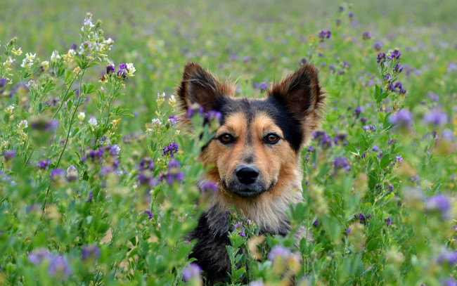 Обои картинки фото животные, собаки, цветы, поле, собака