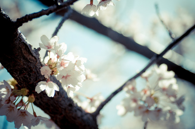 Обои картинки фото цветы, сакура, вишня, ветки, весна, свет