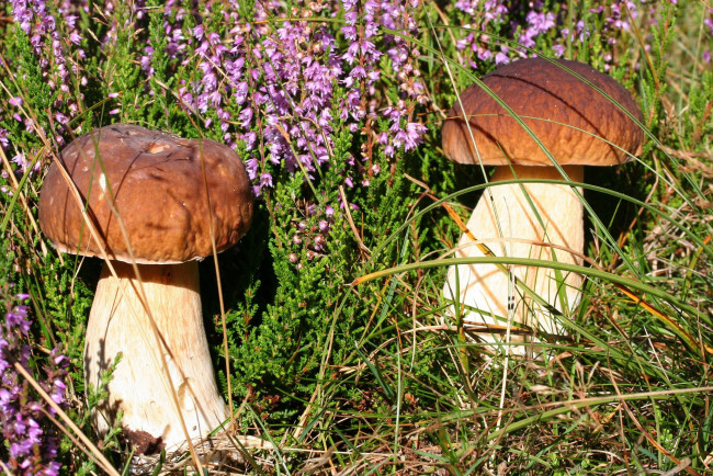 Обои картинки фото природа, грибы, боровики