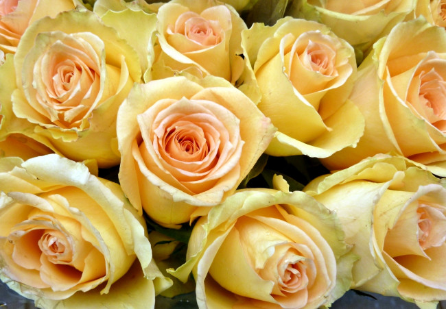 Обои картинки фото цветы, розы, желтый, много