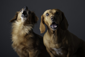 Картинка дуэт животные собаки собачки две