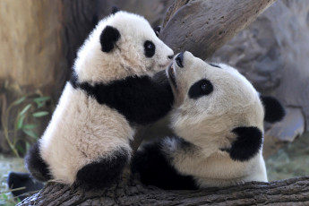 Картинка животные панды малыш мама