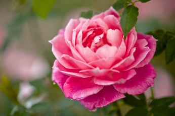 Картинка цветы розы красавица