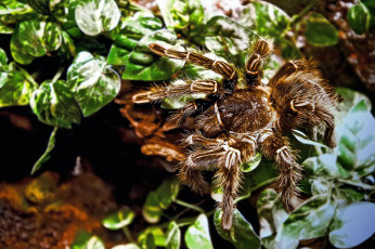 Картинка животные пауки птицеед паучок листья растение