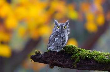 Картинка животные совы природа ушастая взгляд bird owl бревно глаза мох сова