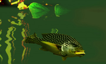 Картинка животные рыбы рыбка водоем