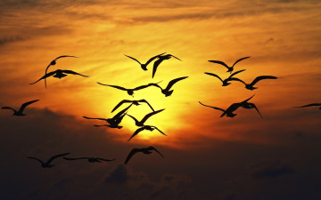 Картинка животные Чайки +бакланы +крачки полет силуэт закат птицы крылья чайки взмах