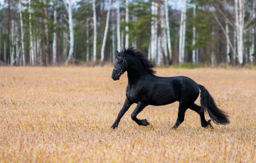 Картинка животные лошади вороной