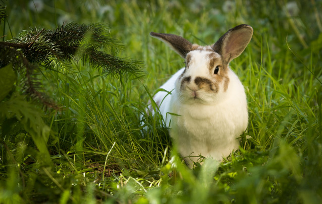 Обои картинки фото животные, кролики,  зайцы, ушатый