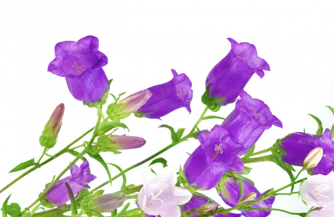 Обои картинки фото цветы, колокольчики, фиолетовый