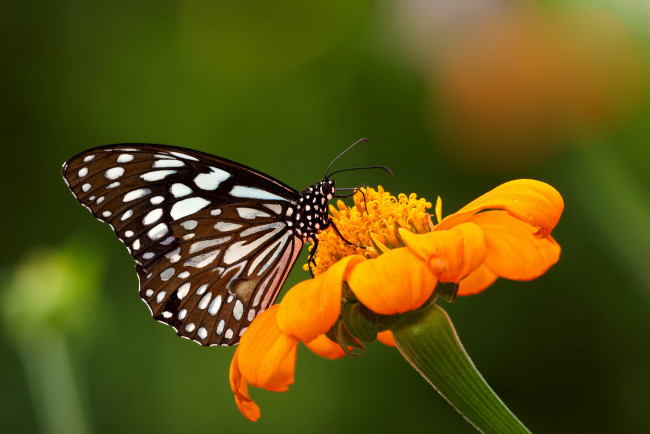 Обои картинки фото животные, бабочки, цветок, бабочка