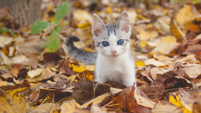Обои картинки фото животные, коты, голубые, глаза, осень, котёнок, малыш, листья, взгляд