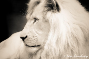 Картинка животные львы зверь белый лев грива хищник