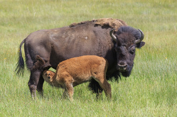 Картинка животные зубры +бизоны бизон
