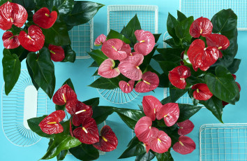 Картинка цветы антуриум+ цветок+фламинго экзотика