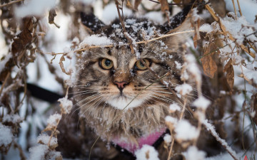 Картинка животные коты листья сучья ветки снег кот