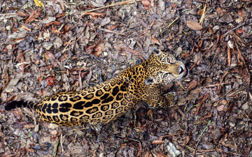 Картинка животные Ягуары ягуар листья зверь хищник